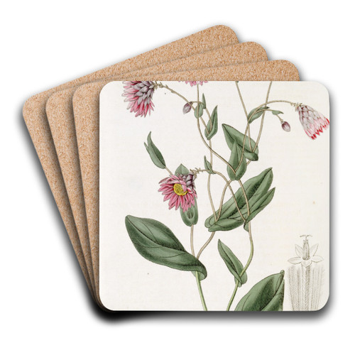 Captain Mangles's Rhodanthe by Sydenham Edwards Art Drink Coaster set