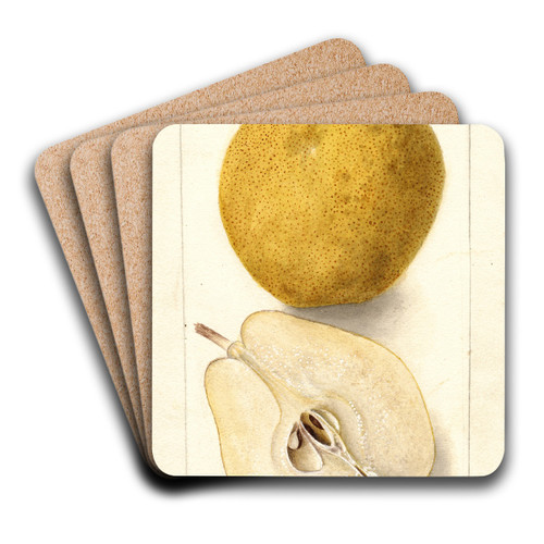 Pyrus communis: Kieffer by Deborah Griscom Passmore Art Drink Coaster set