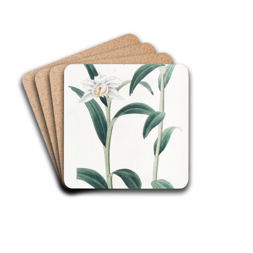 Long-horned Dendrobium by Sydenham Edwards Drink Coasters - set of 4