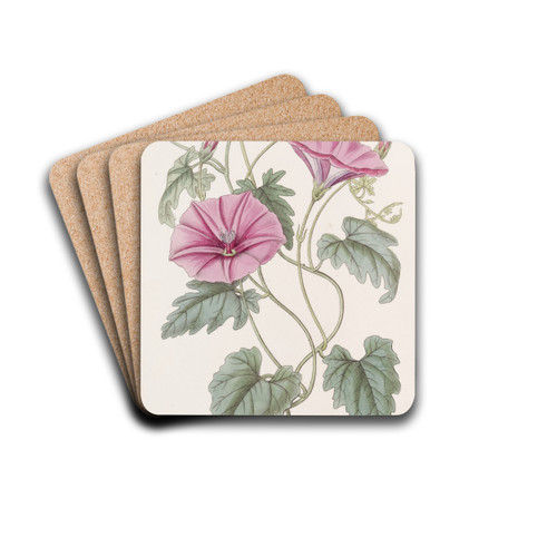 The Italian Bindweed by Sydenham Edwards Drink Coasters - set of 4