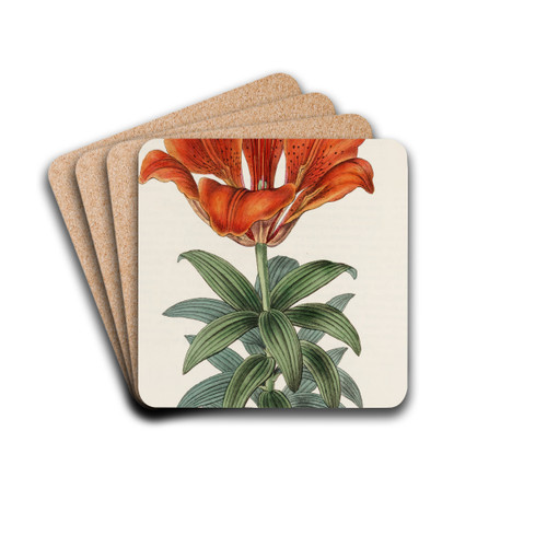 Blood-red Lily by Sydenham Edwards Drink Coasters - set of 4