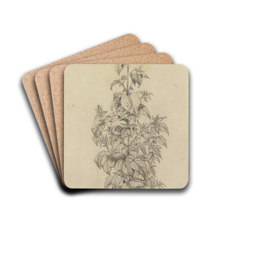 Pflanzenstudie X (schmal hochragende Pflanze) by Ferdinand Keller Drink Coasters - set of 4