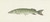 Digital Print - Snoek by Jean Bernard