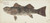 Digital Print - Aplodactylus arctidens (NZ) : Marblefish or Keke by Frank Edward Clarke