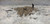 Digital Print - Flock of sheep with shepherd in the snow by Anton Mauve