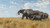 Digital Print - Elefanten auf der wanderung (Elephants on the move) by Wilhelm Kuhnert