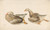 Digital Print - Studies of Geese by James Ward