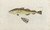 Digital Print - Icones rerum naturalium, ou figures enlumines d'histoire naturelle du nord Pl.04 by Peder Ascanius