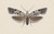 Digital Print - Entomology watercolour Pl.100 by George Hudson