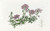 Digital Print - Dwarf Purple Vervain by Sydenham Edwards