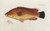 Digital Print - Icones rerum naturalium, ou figures enlumines d'histoire naturelle du nord Pl.01 by Peder Ascanius