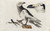 Digital Print - Icones rerum naturalium, ou figures enlumines d'histoire naturelle du nord Pl.08 by Peder Ascanius