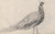 Digital Print - Peacock at Capel Curig by David Cox