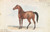 Digital Print - Colt Third Issue of Brood Mare and Second by the Black Arab by Charles Hamilton Smith