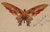 Digital Print - Butterfly by Albert Bierstadt