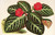 Digital Print - Cyrtodeira fulgida by Charles Antoine Lemaire