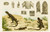 Digital Print - Reptiles VII by Frederick McCoy