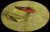 Digital Print - Three books by Vincent van Gogh