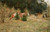Digital Print - Cows near a Forest by Maria Chmielowska