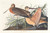 Digital Print - Great marbled godwit by John James Audubon
