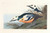 Digital Print - Western duck by John James Audubon
