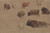 Digital Print - Studies ofCattle by Constant Troyon