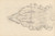 Digital Print - Study of a Decorative Ornament by Paul Czanne