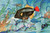Digital Print - Foolfish by Stephen Haweis Digital Print - Foolfish by Stephen Haweis