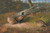 Digital Print - The Fallen Beech- A Cock And Three Hen Pheasants With A Wasp by Archibald Thorburn