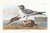 Digital Print - Fork-tailed gull by John James Audubon