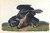 Digital Print - Black vulture or common crow by John James Audubon