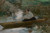 Digital Print - Lady in a Boat Josef Schusser by Josef Schusser
