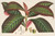 Digital Print - Campylobotrys Ghiesbreghtii by Charles Antoine Lemaire