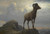 Digital Print - Study Of A Bighorn Ram by Albert Bierstadt Digital Print - Study Of A Bighorn Ram by Albert Bierstadt