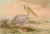 Digital Print - Pelecanus onocrotalus by Johann Friedrich Naumann Digital Print - Pelecanus onocrotalus by Johann Friedrich Naumann
