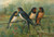 Digital Print - Hirundo rustica, Hirundo rustica Savignii by Johann Friedrich Naumann