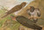 Digital Print - Cuculus canorus L. by Johann Friedrich Naumann