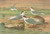 Digital Print - Sterna minuta, Sterna macrura, Sterna hirundo by Johann Friedrich Naumann