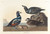 Digital Print - Harlequin duck by John James Audubon