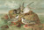Digital Print - Hydrochelidon fissipes, Hydrochelidon hybrida, Hydrochelidon nigra. by Johann Friedrich Naumann Digital Print - Hydrochelidon fissipes, Hydrochelidon hybrida, Hydrochelidon nigra. by Johann Friedrich Naumann