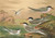 Digital Print - Sterna hirundo, Sterna macrura, Sterna Dougalli Mont., Sterna minuta by Johann Friedrich Naumann