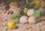 Digital Print - Plums and Apple by William Cruickshank