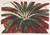 Digital Print - Hechtia Ghiesbreghtii by Charles Antoine Lemaire