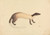 Digital Print - A Weasel by James Sowerby