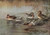 Digital Print - European Teal, American Green-Winged Teal by Allan Brooks