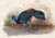 Digital Print - Vieillot's Fire-Backed Pheasant by Joseph Wolf