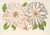 Digital Print - Clematis patens by Charles Antoine Lemaire