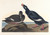 Digital Print - Velvet duck by John James Audubon