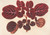 Digital Print - Achyranthes Verschaffeltii by Charles Antoine Lemaire