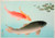 Digital Print - Common And Golden Carp by Ohara Koson